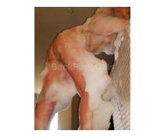 Your Greek Goddess - Image 3