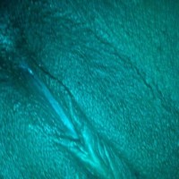 Public profile of Dream