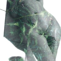 Kay