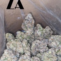 The Plug